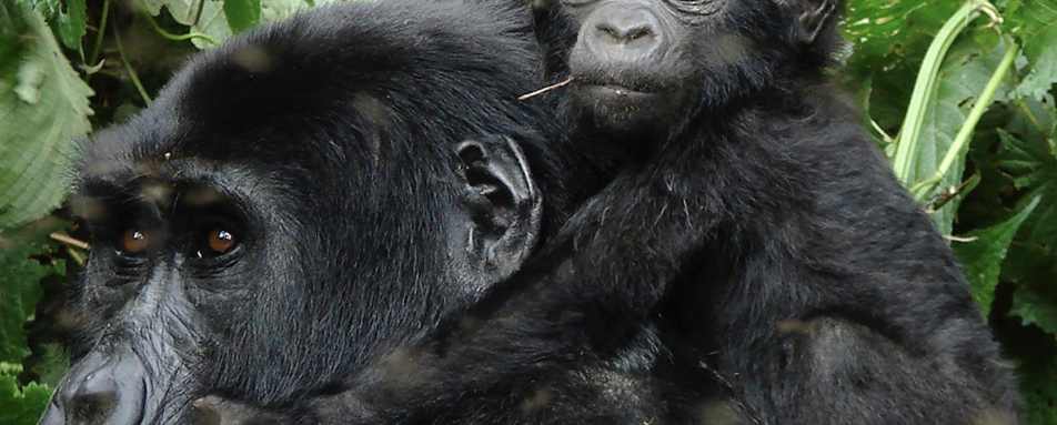 Mother and baby gorilla 