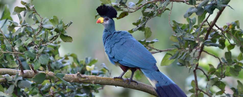 Great blue turaco - Karibu Guest House