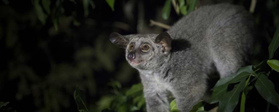 Bushbaby - Mihingo Lodge