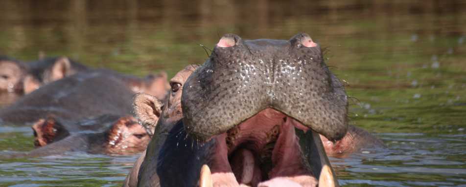 Hippo on Lake Mburu - Mihingo Lodge