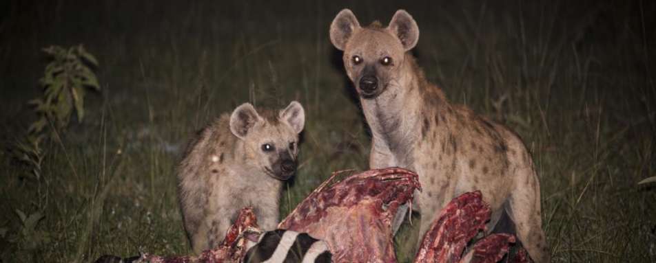 Hyenas - Mihingo Lodge
