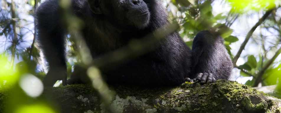 Chimp trekking in Kibale  