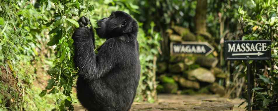 Gorilla at the lodge - Volcanoes Bwindi Lodge