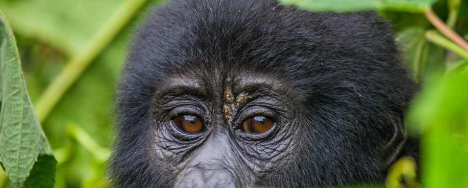 Gorilla  - The Wonders of Western Uganda