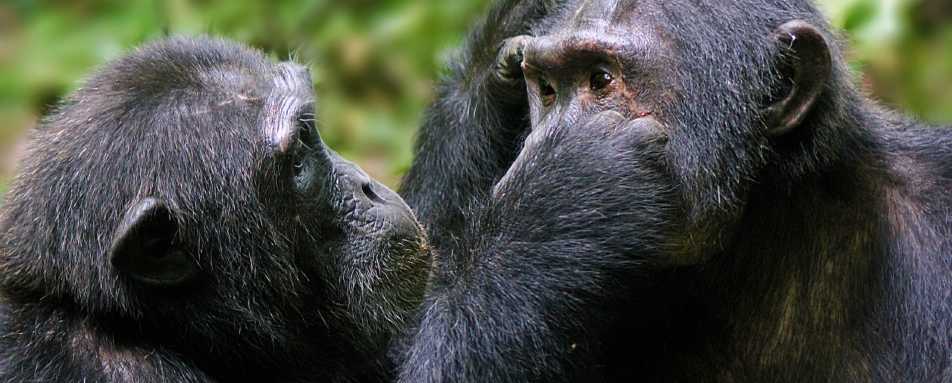 Grooming chimpanzee  - The Wonders of Western Uganda