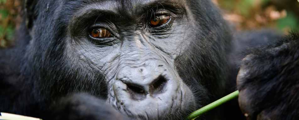 Gorilla - Ultimate Uganda