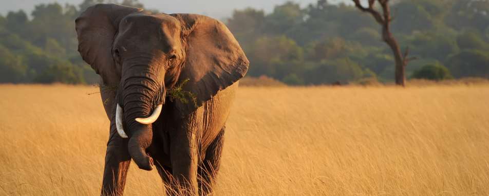 Elephant in the Mara - 