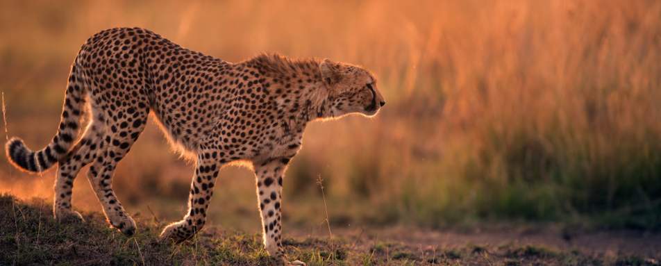 Cheetah in Mara - 