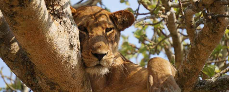 Tree climbing lion  