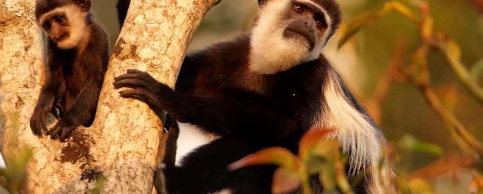 Black and white colobus  