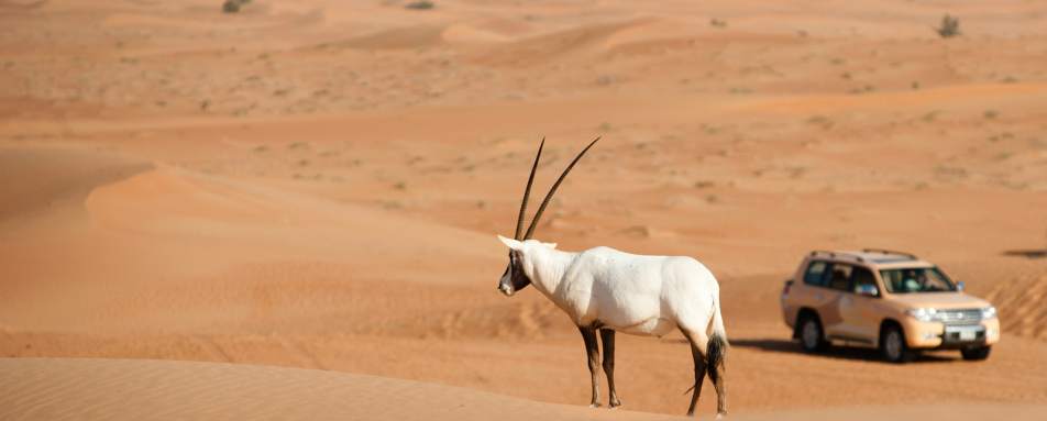 Dune Safari - Al Maha Desert Resort and Spa