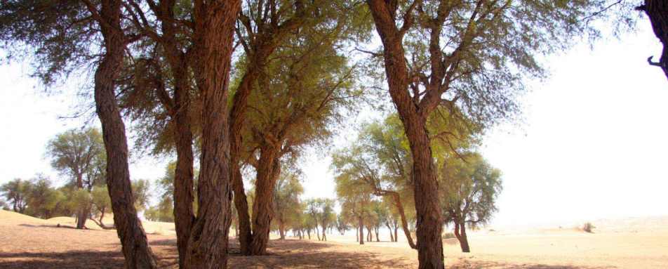 Ghaf Trees - Al Maha Desert Resort and Spa