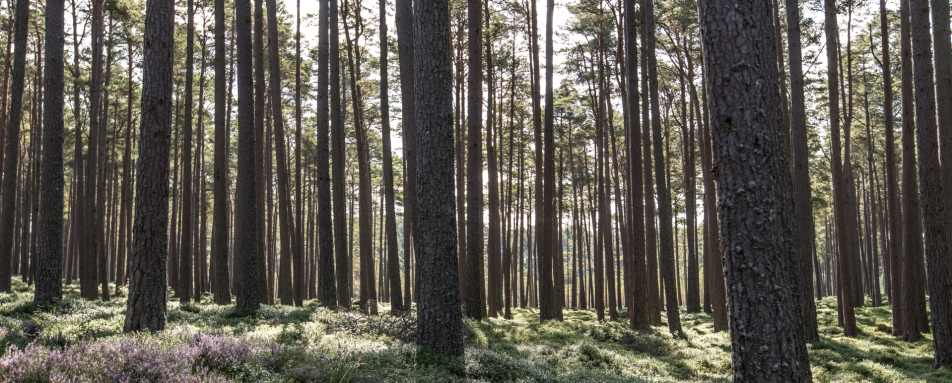 Forest - Killiehuntly