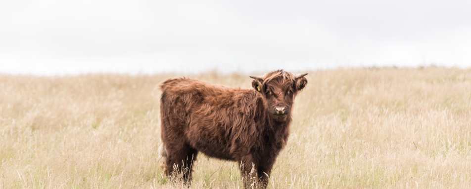 Highland cow - Killiehuntly