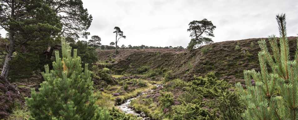 Landscape - Killiehuntly