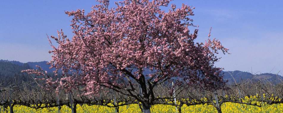 Santa Barbara vineyards - El Encanto