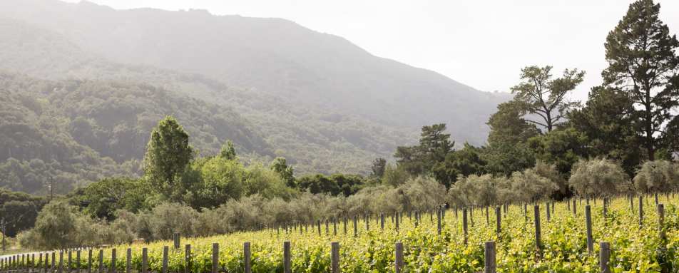 Vineyards - Bernardus Lodge & Spa