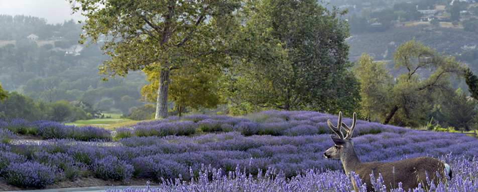 Lavender colours - Carmel Valley Ranch