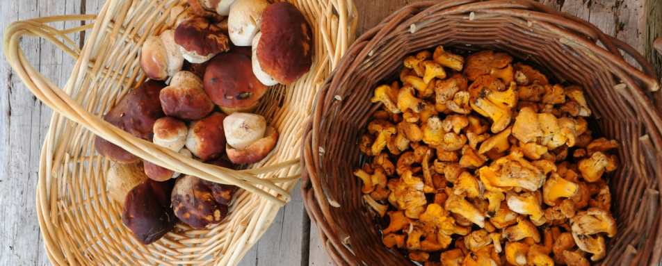 Mushroom foraging - Dunton Hot Springs