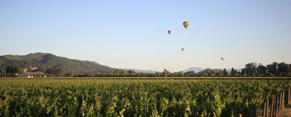 Sonoma Vineyards  - The Farmhouse Inn and Restaurant