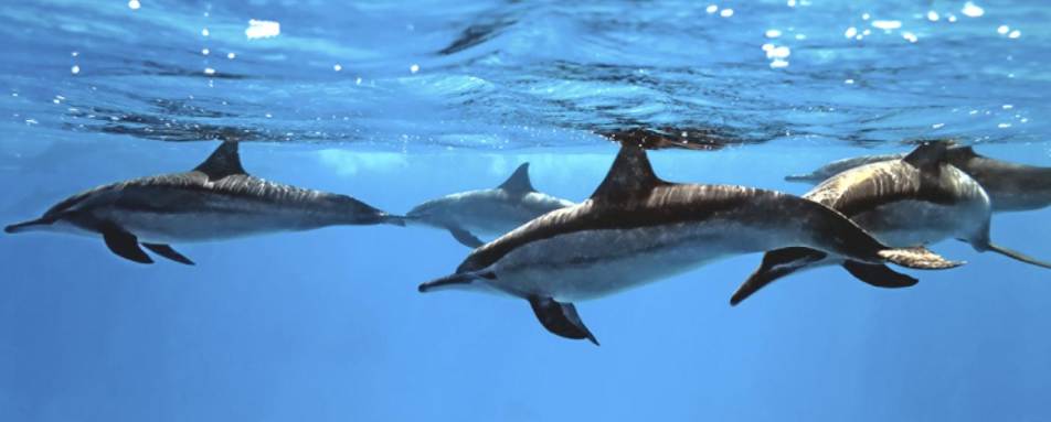 Spinner dolphins - Four Seasons Lana'i at Manele Bay