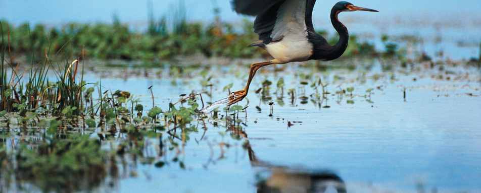 Flying Heron - Kiawah Island Golf Resort 