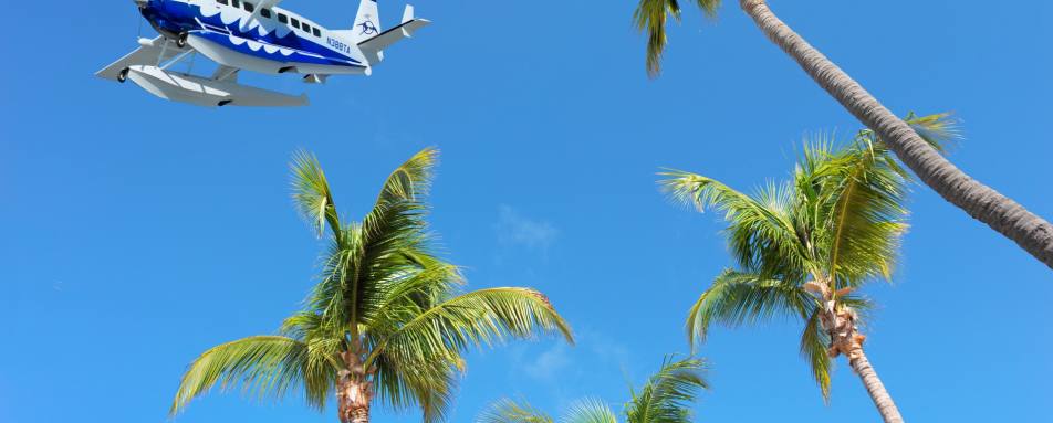 Plane and Palms 