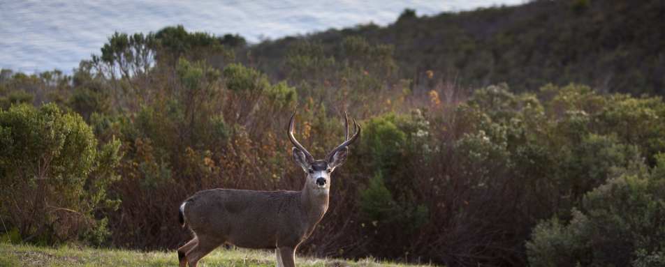Deer - Post Ranch Inn