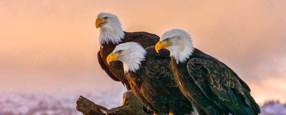 Bald Eagles in Redoubt Bay - Redoubt Bay Lodge