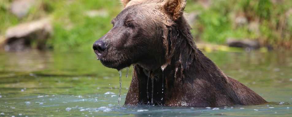 Bear viewing - Redoubt Bay Lodge
