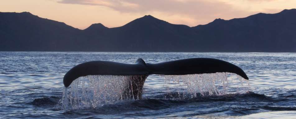 Stillpoint Lodge Whale Tail 