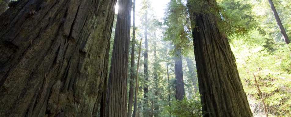 Mariposa Grove - Yosemite
