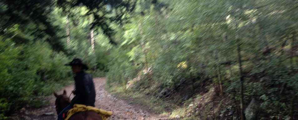 Horse riding on the trails - Yosemite
