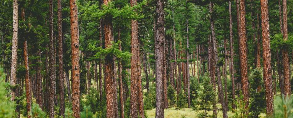 Surrounding Landscape - The Green O 