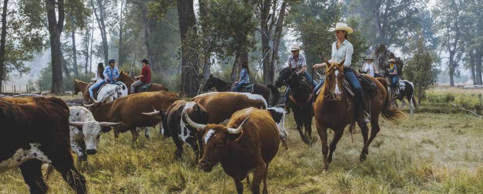 Cattle Mustering - The Green O 