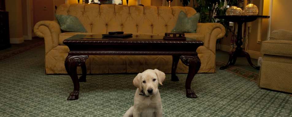 Pet Friendly - The Hermitage Hotel 
