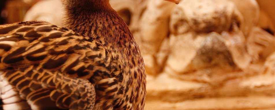 Peabody Duck - The Peabody Memphis 