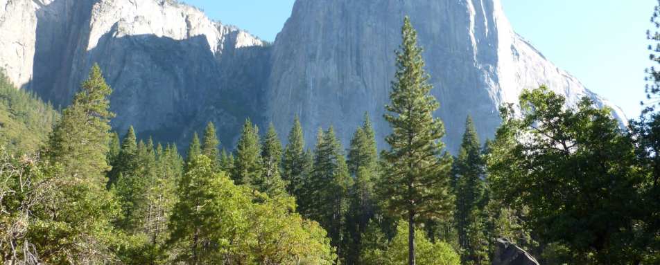 El Capitan - The Redwoods in Yosemite 