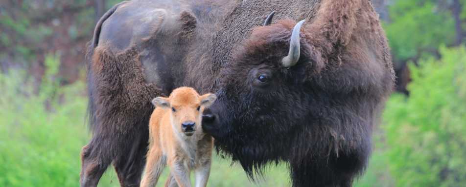 Bison - Triple Creek Ranch 