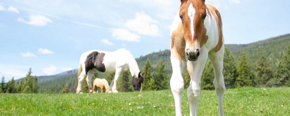 Stable Horses - Triple Creek Ranch 
