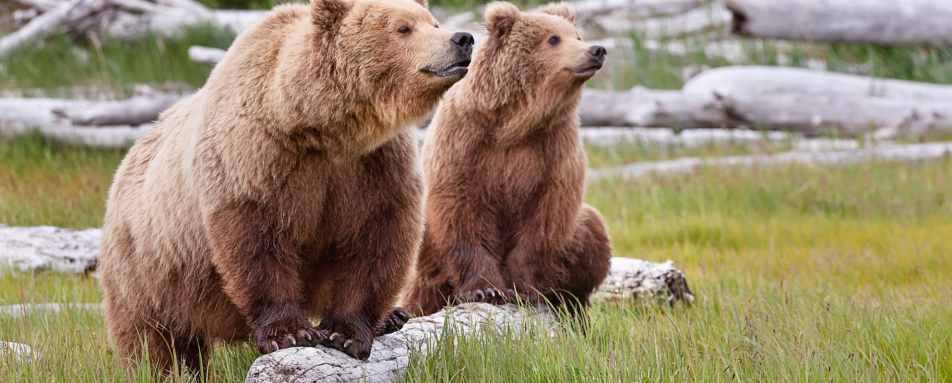 Bear viewing - Tutka Bay Lodge