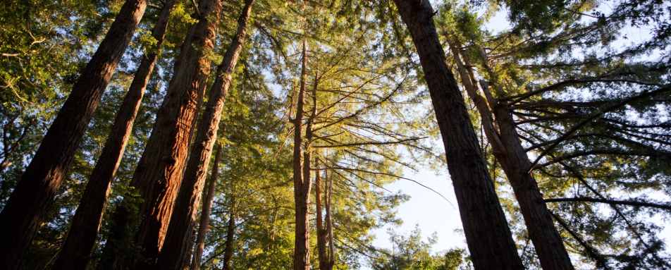Redwoods - Ventana Big Sur, An Alila Resort