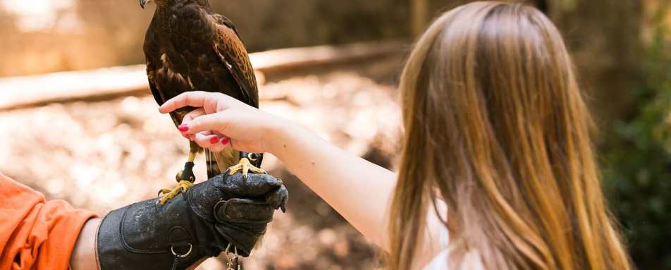 Falconry - Ventana Big Sur, An Alila Resort