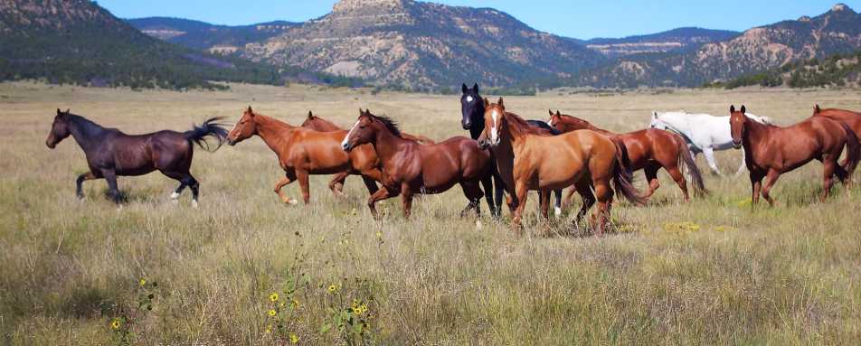 Wild horses - Vermejo Park Ranch