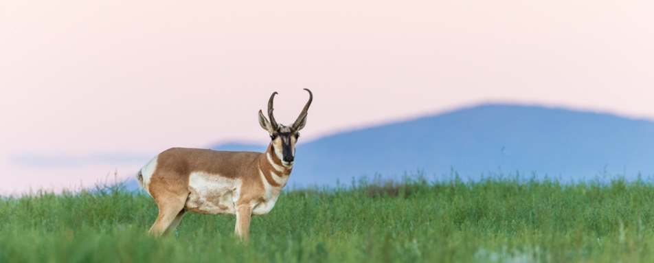 Pronghorn Antelope - Vermejo Park Ranch