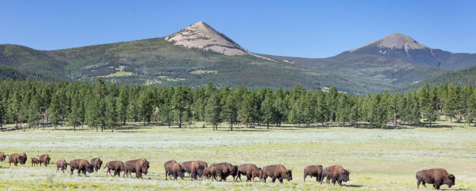 Bison ay Vermejo Park Ranch