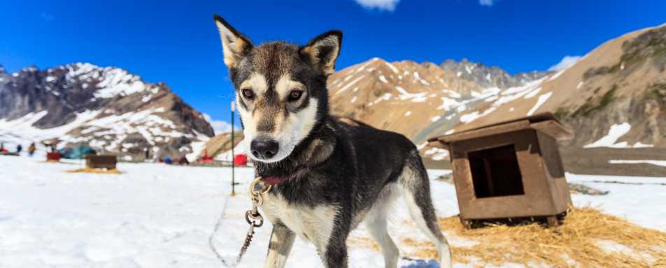 Summer dog sledding - Winterlake Lodge