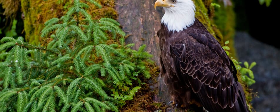 Lodge at Whale Pass Outdoor Activities