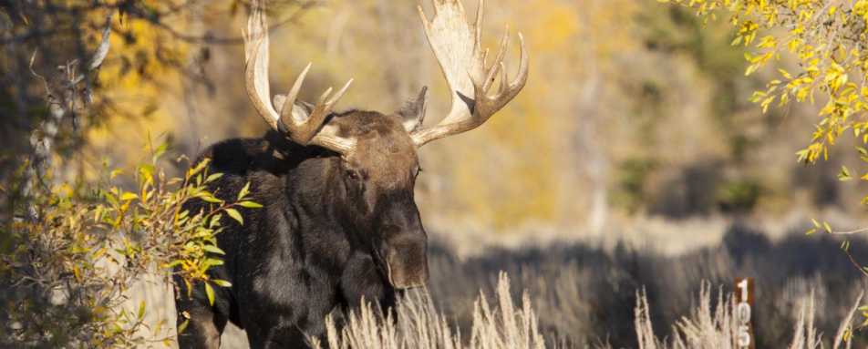 Sunrise or Sunset Grand Teton Wildlife Safari