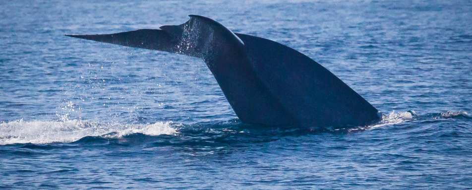 Whale Watching Santa Barbara